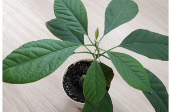 Как вырастить авокадо из косточки: 3 совета