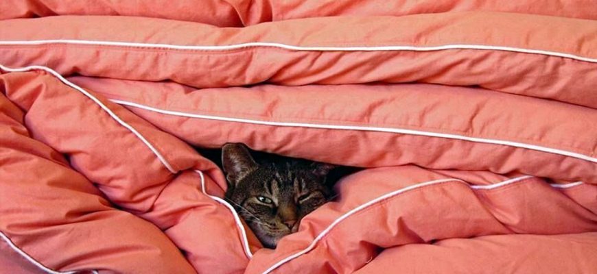 Как вес одеяла связан с качеством сна