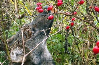 Волчьи ягоды: Что это за плоды такие и едят ли их сами волки