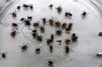 Отмечается существенный рост численности клещей: Почему их всё больше