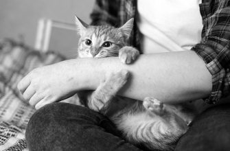 Болезни, которые кошки передают человеку