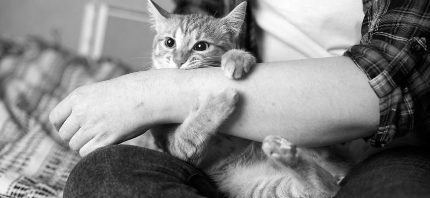 Болезни, которые кошки передают человеку