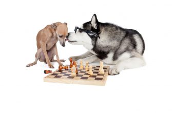 Какие породы собак признаны самыми умными в мире: Результаты эксперимента