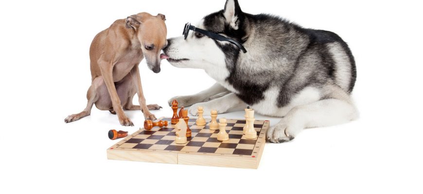 Какие породы собак признаны самыми умными в мире: Результаты эксперимента