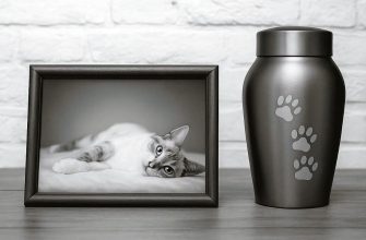 Новые ветеринарные правила: Что делать, если умерла кошка или собака