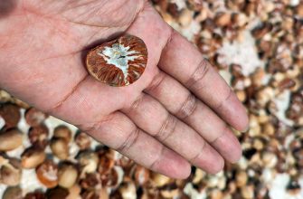 Внимание, родители! Школьники заказывают «наркотический» орех