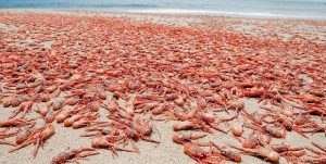 Как «морской таракан» стал символом роскоши