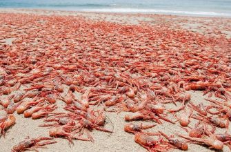 Как «морской таракан» стал символом роскоши