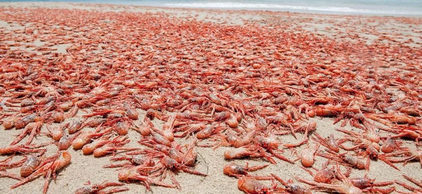 Как «морской таракан» стал символом роскоши