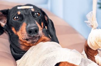 Основные виды полисов для домашних животных