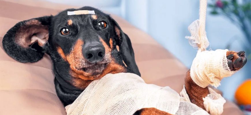 Основные виды полисов для домашних животных