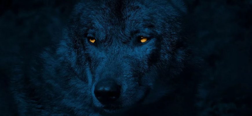 По славянскому календарю 2026-й - год Люта: Что это за зверь и чего от него ждать