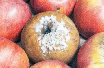 Можно ли срезать плесень с фрукта и съесть плод