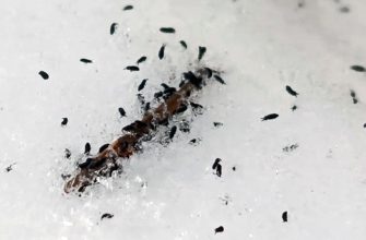 В Кировской области на талом снегу обнаружили неизвестных насекомых