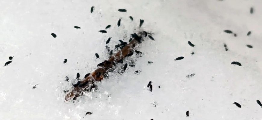 В Кировской области на талом снегу обнаружили неизвестных насекомых