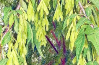 За распространение ясенелистного клёна вводятся штрафы