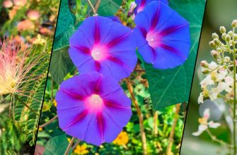 До 300 тыс. руб. и уголовная ответственность за выращивание этих растений