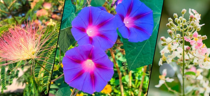 До 300 тыс. руб. и уголовная ответственность за выращивание этих растений