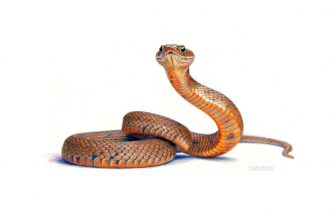 Начинается сезон змей в Кировской обл.: Что нужно знать