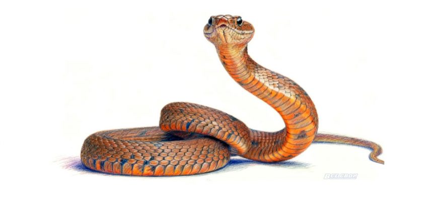 Начинается сезон змей в Кировской обл.: Что нужно знать