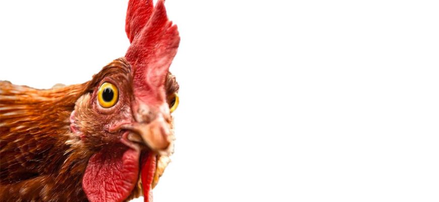 С 1 сентября обязали регистрировать кур и другую домашнюю птицу